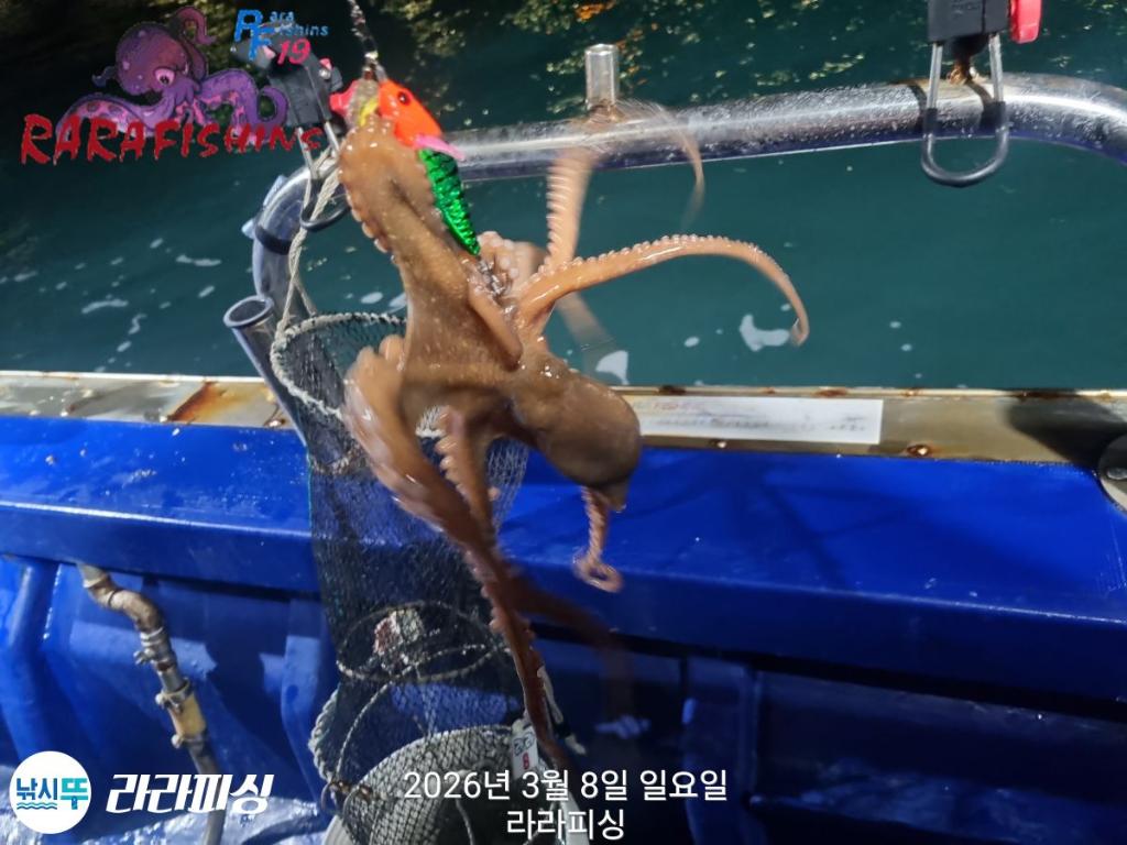 낚시뚜,낙지,돌문어,속천항(진해),라라피싱,낚시뚜7