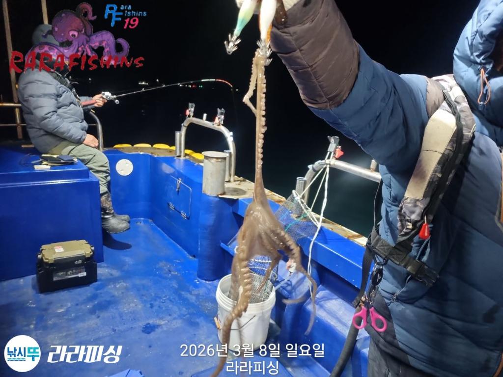 낚시뚜,낙지,돌문어,속천항(진해),라라피싱,낚시뚜3