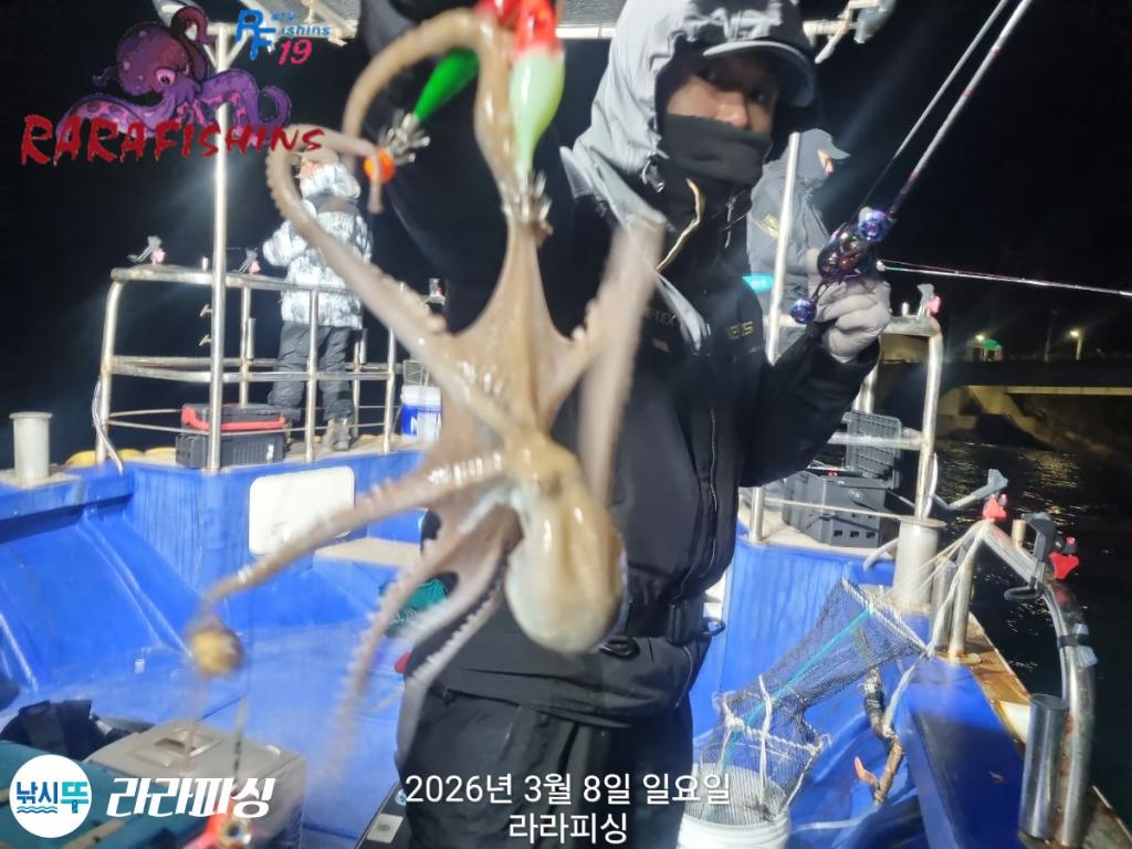 낚시뚜,낙지,돌문어,속천항(진해),라라피싱,낚시뚜0