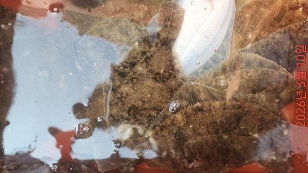 낚시뚜,도다리,속천항(진해),바루나피싱,낚시뚜2