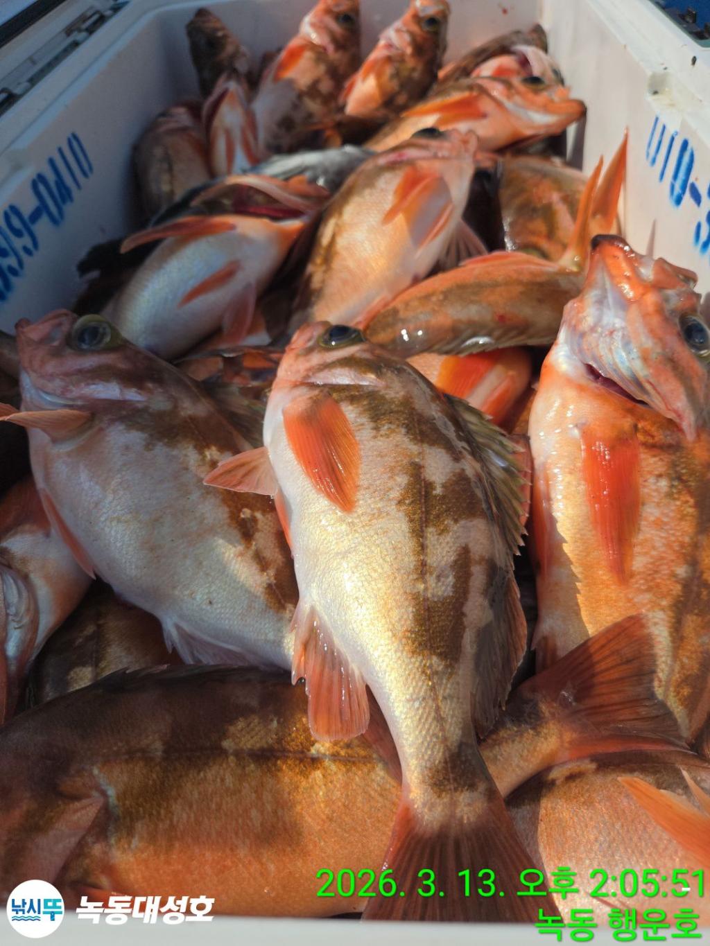 낚시뚜,우럭,열기,녹동항,녹동대성호,낚시뚜82