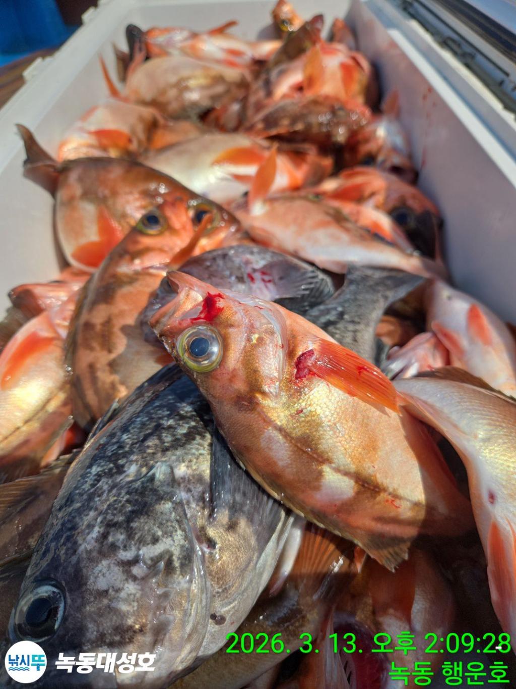 낚시뚜,우럭,열기,녹동항,녹동대성호,낚시뚜81