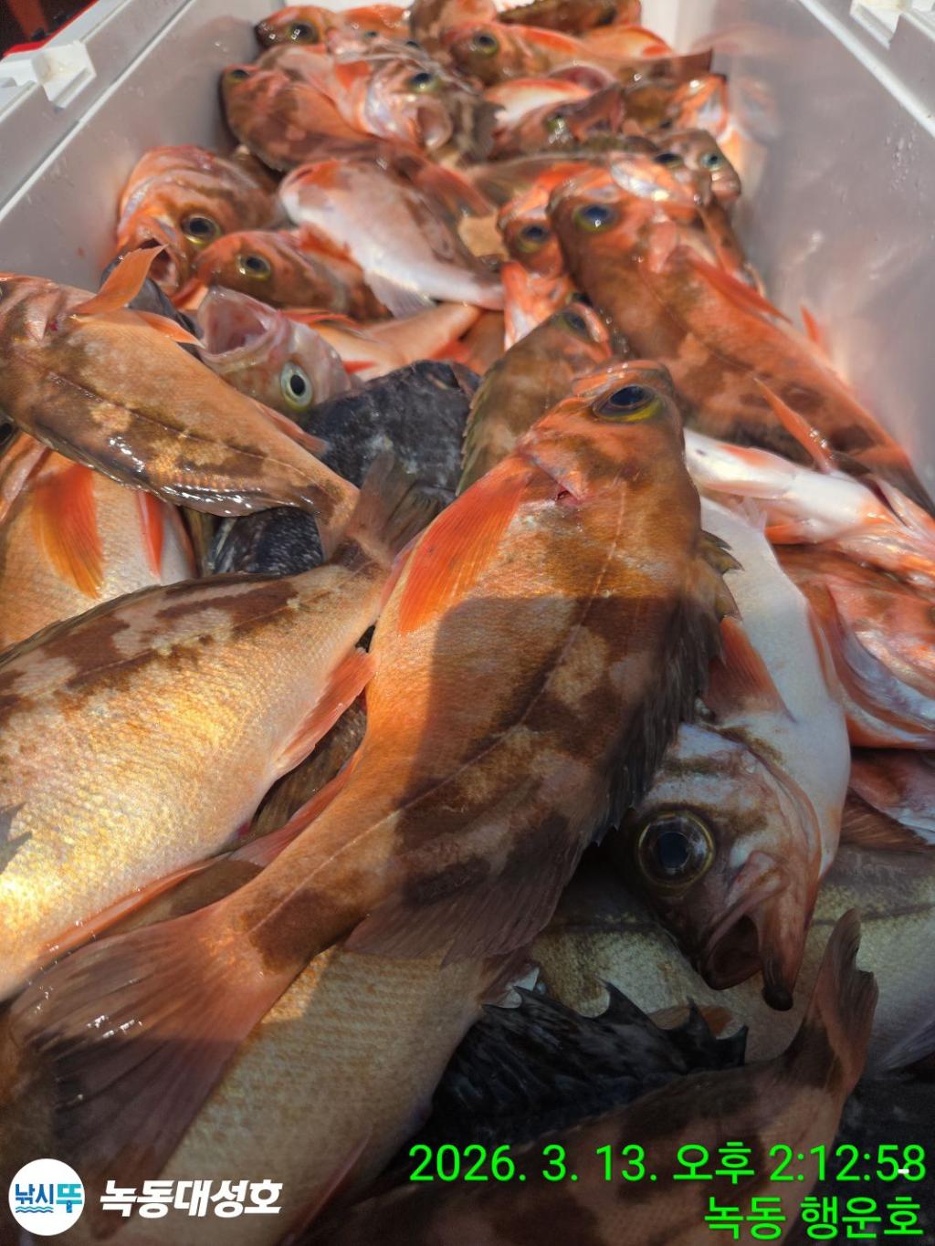 낚시뚜,우럭,열기,녹동항,녹동대성호,낚시뚜80