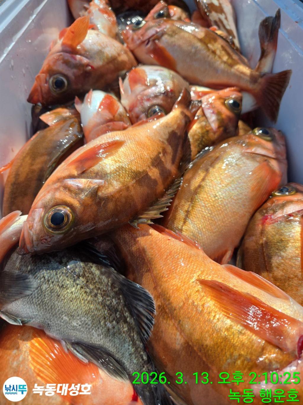 낚시뚜,우럭,열기,녹동항,녹동대성호,낚시뚜79