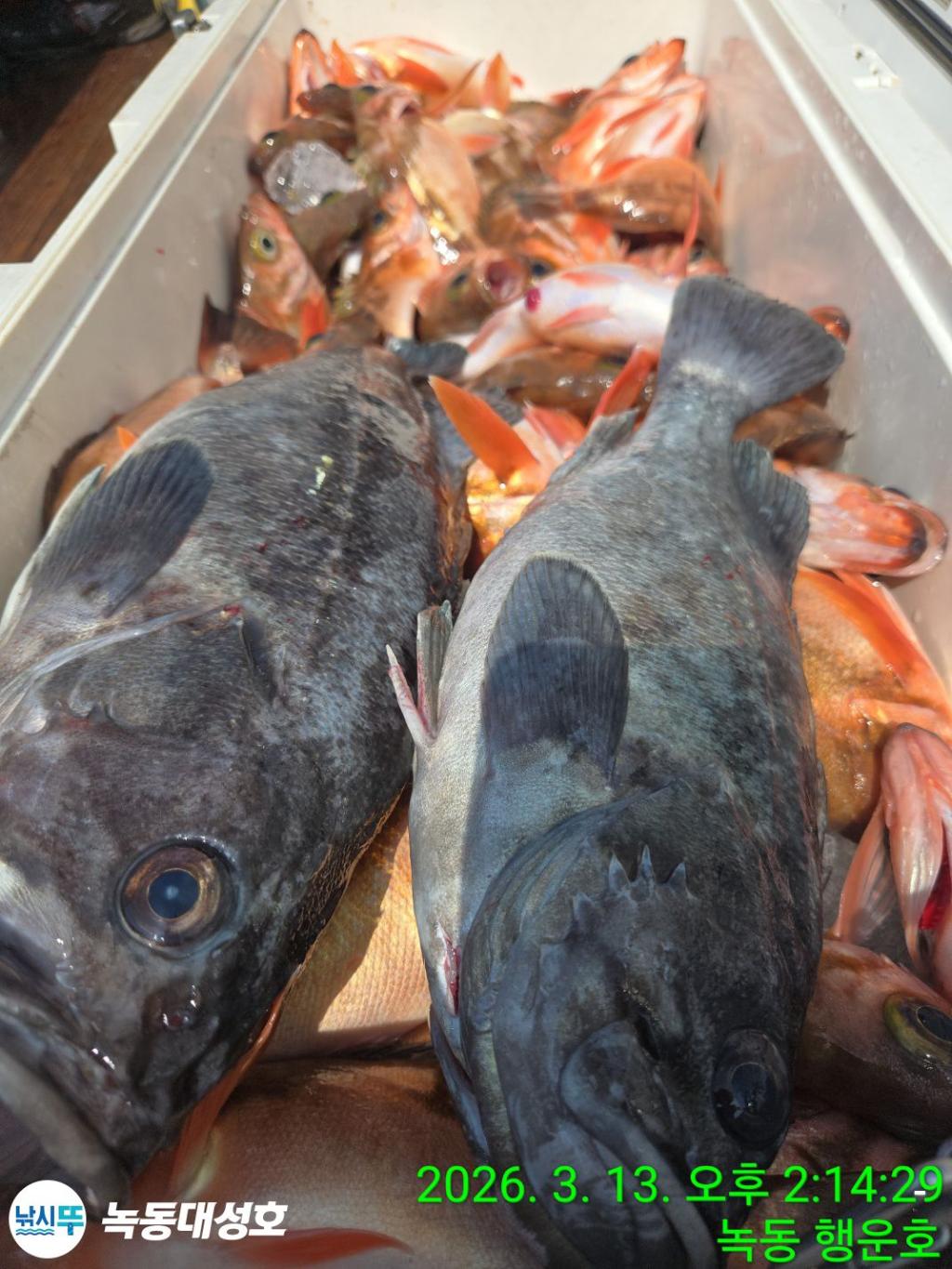 낚시뚜,우럭,열기,녹동항,녹동대성호,낚시뚜78