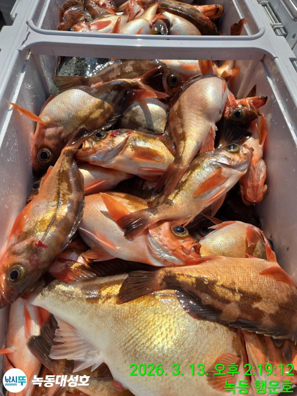 낚시뚜,우럭,열기,녹동항,녹동대성호,낚시뚜77