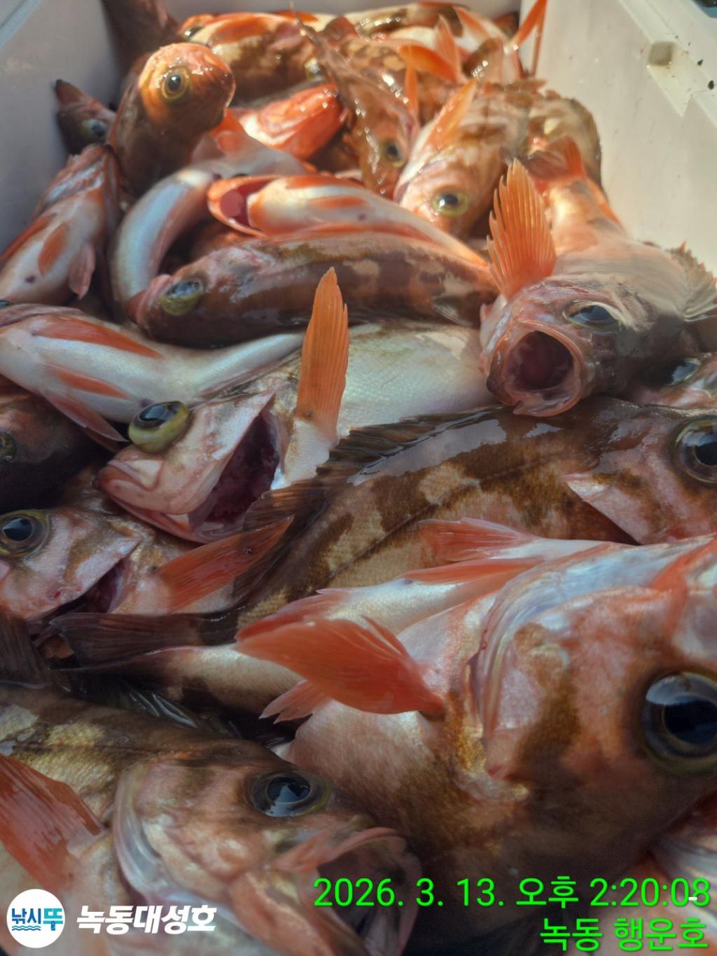 낚시뚜,우럭,열기,녹동항,녹동대성호,낚시뚜76