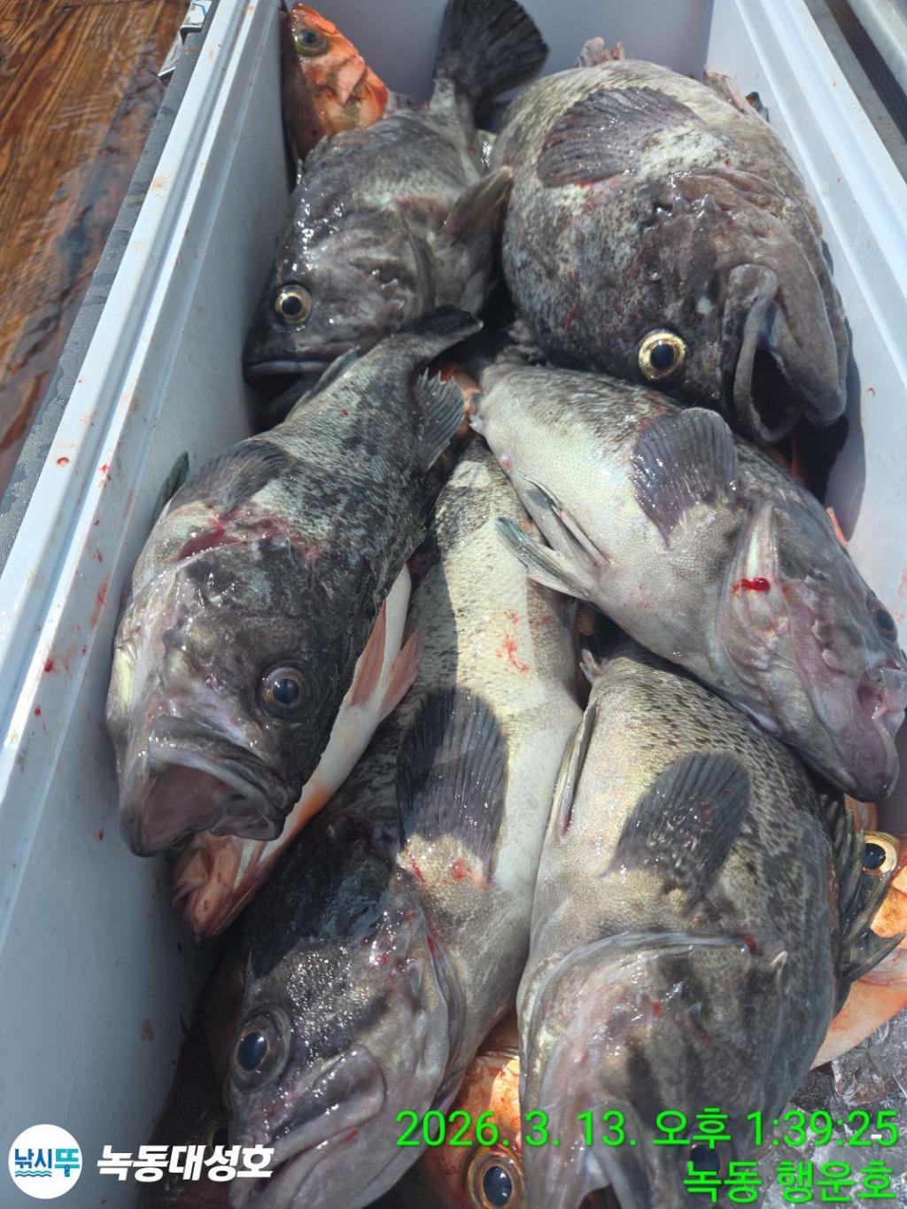 낚시뚜,우럭,열기,녹동항,녹동대성호,낚시뚜75