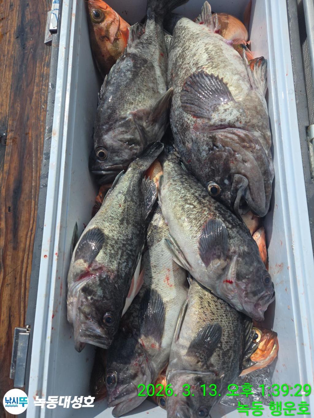 낚시뚜,우럭,열기,녹동항,녹동대성호,낚시뚜74