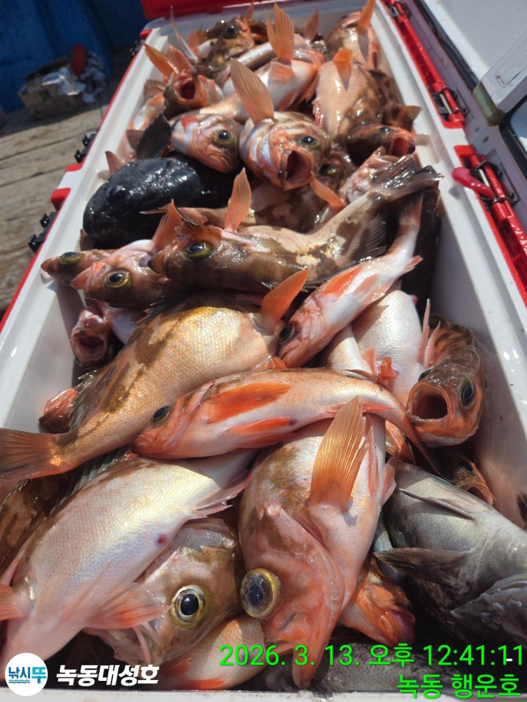 낚시뚜,우럭,열기,녹동항,녹동대성호,낚시뚜73