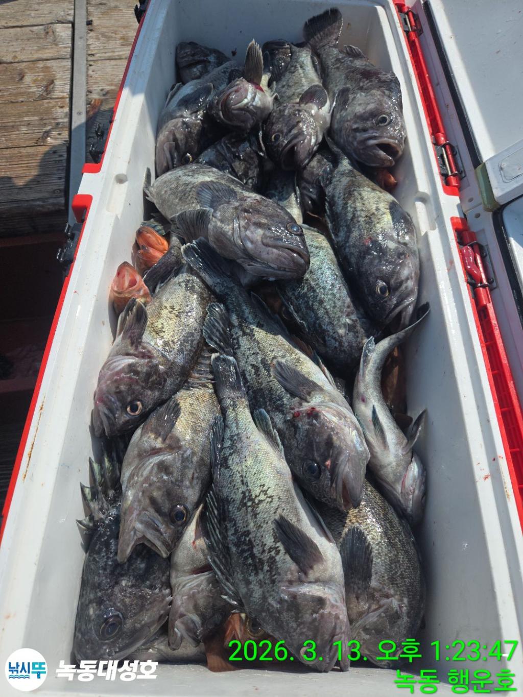 낚시뚜,우럭,열기,녹동항,녹동대성호,낚시뚜72