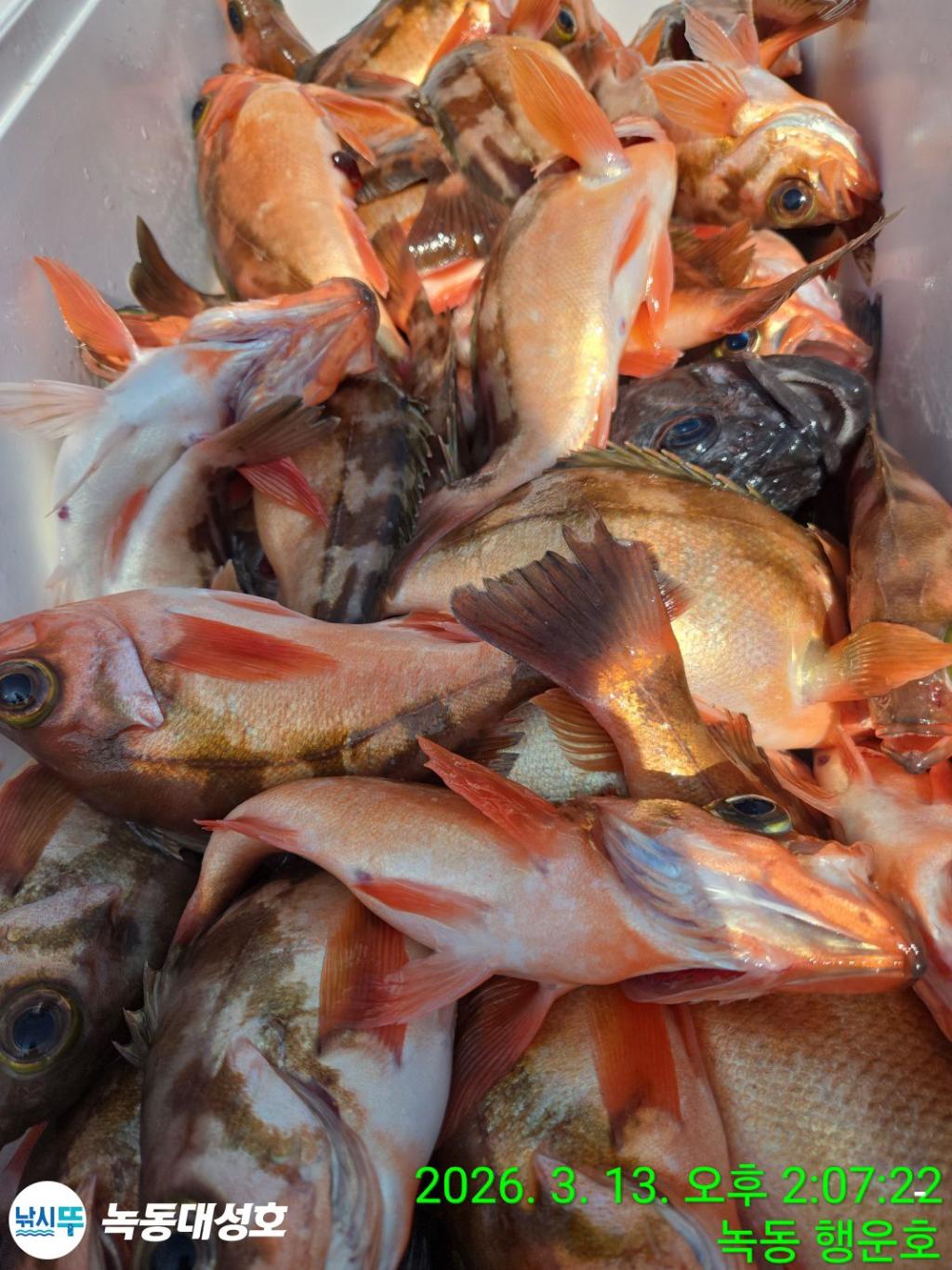 낚시뚜,우럭,열기,녹동항,녹동대성호,낚시뚜71