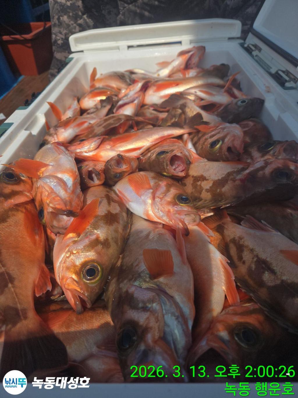 낚시뚜,우럭,열기,녹동항,녹동대성호,낚시뚜70