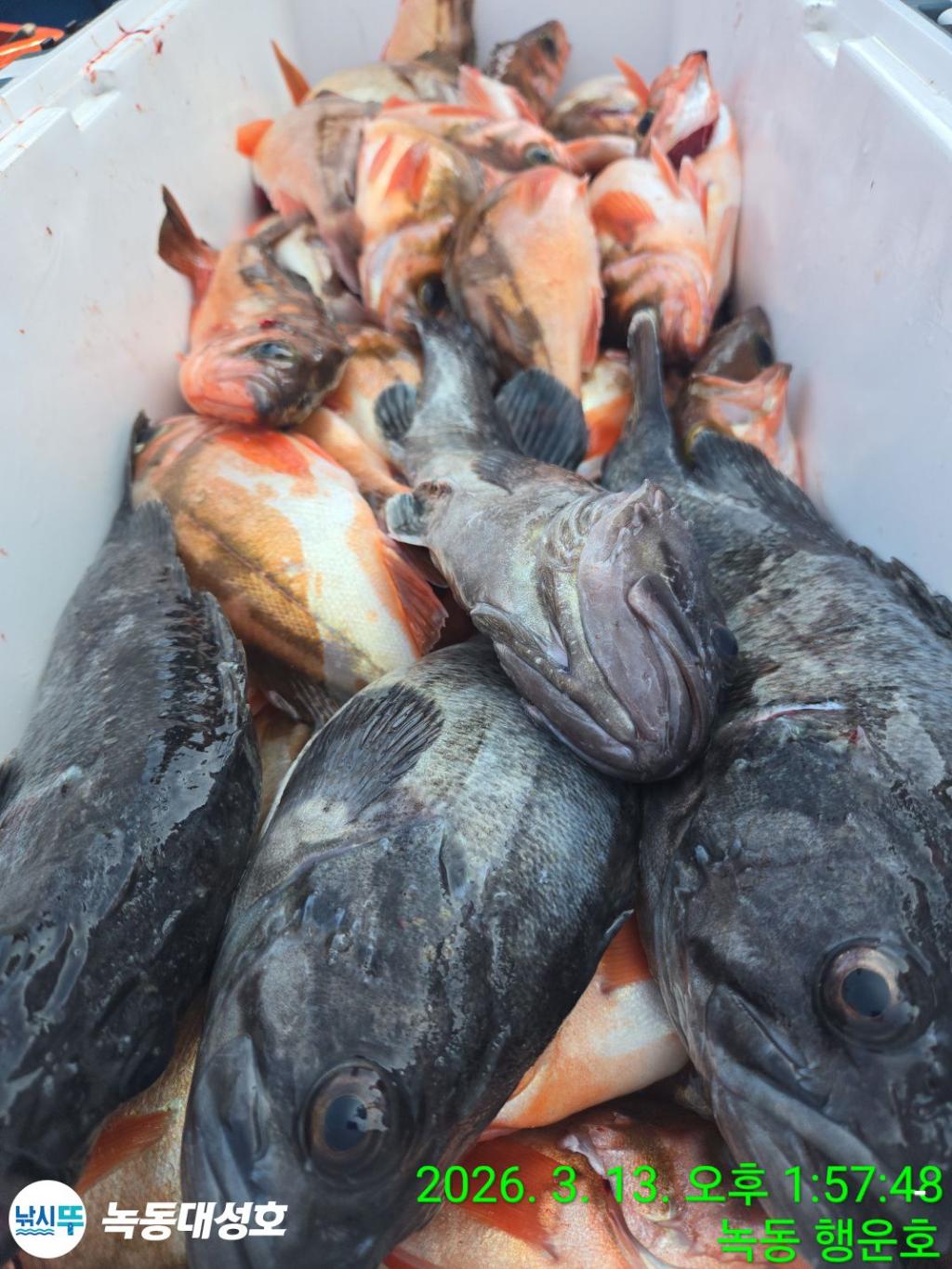 낚시뚜,우럭,열기,녹동항,녹동대성호,낚시뚜69