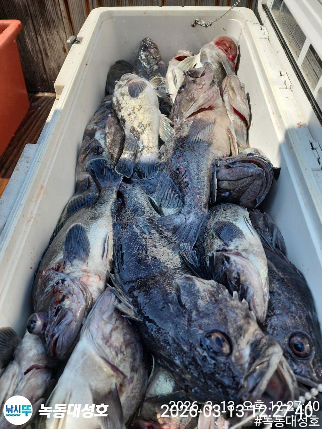 낚시뚜,우럭,열기,녹동항,녹동대성호,낚시뚜68