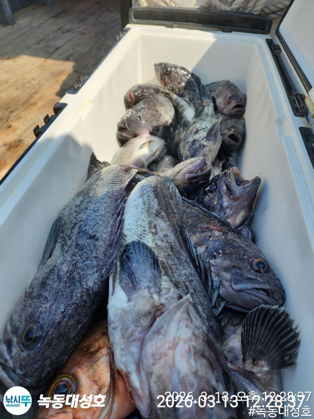 낚시뚜,우럭,열기,녹동항,녹동대성호,낚시뚜67