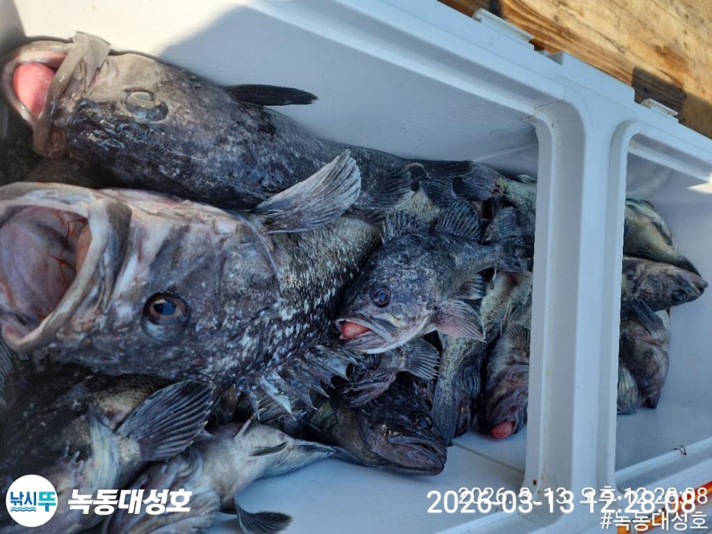 낚시뚜,우럭,열기,녹동항,녹동대성호,낚시뚜66