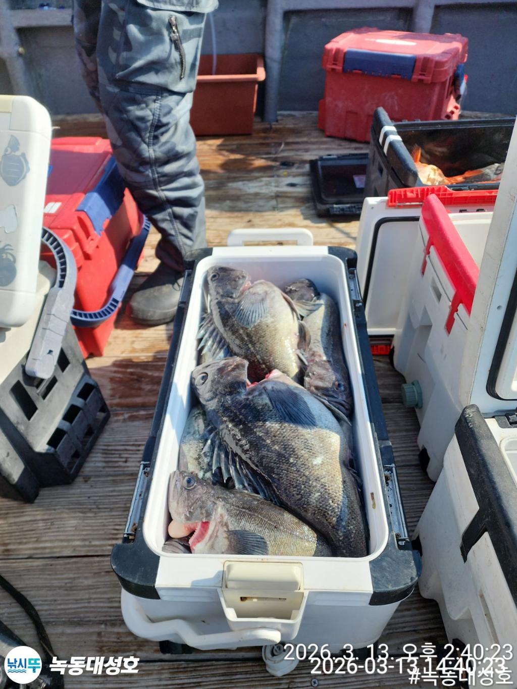 낚시뚜,우럭,열기,녹동항,녹동대성호,낚시뚜15