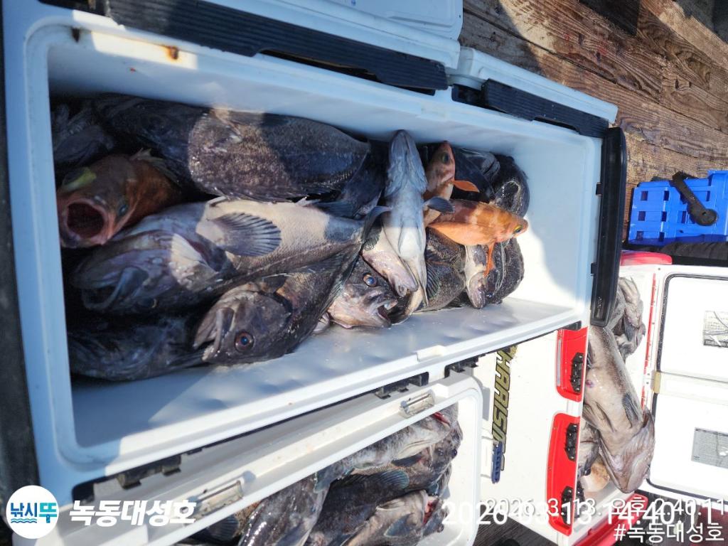 낚시뚜,우럭,열기,녹동항,녹동대성호,낚시뚜14