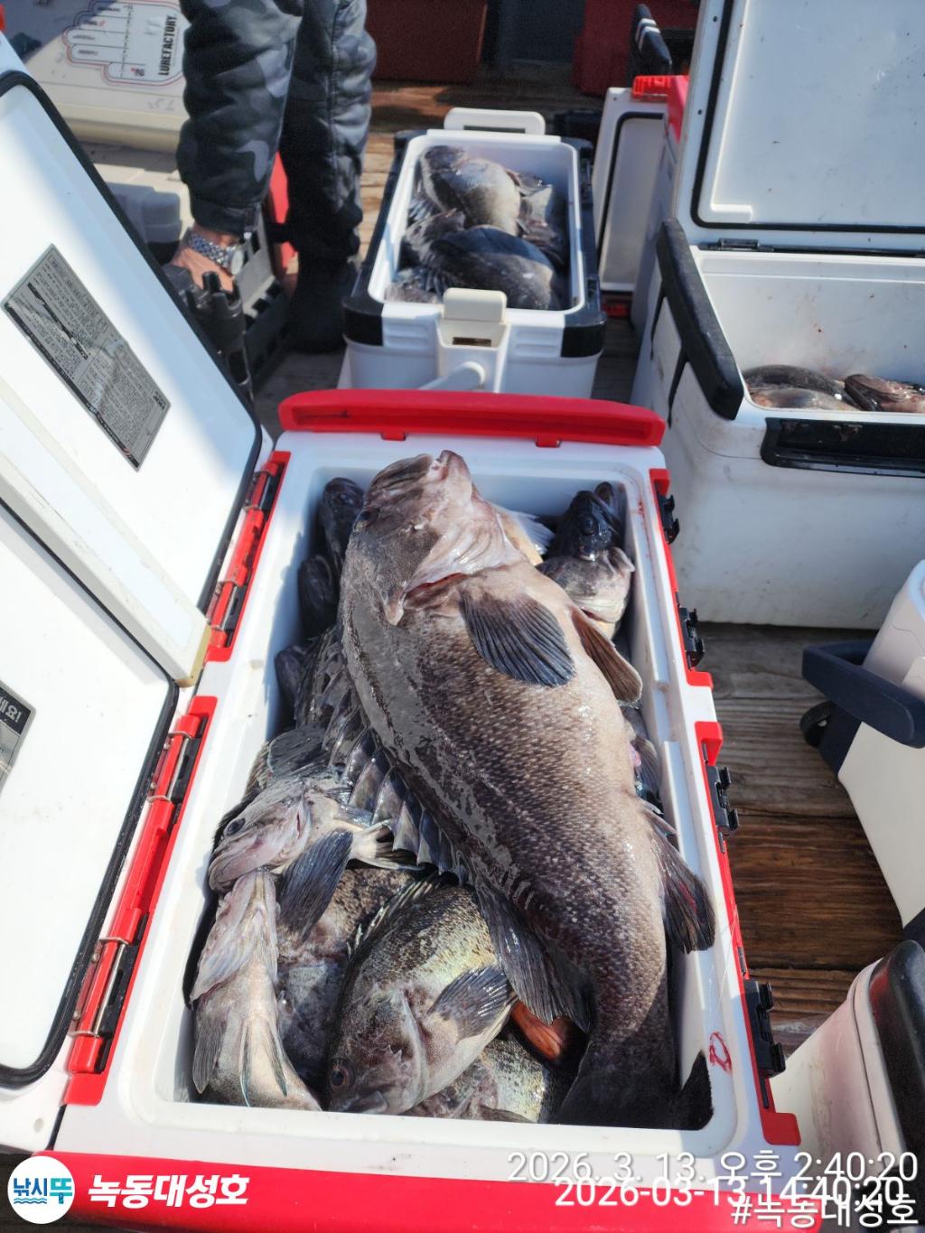 낚시뚜,우럭,열기,녹동항,녹동대성호,낚시뚜13