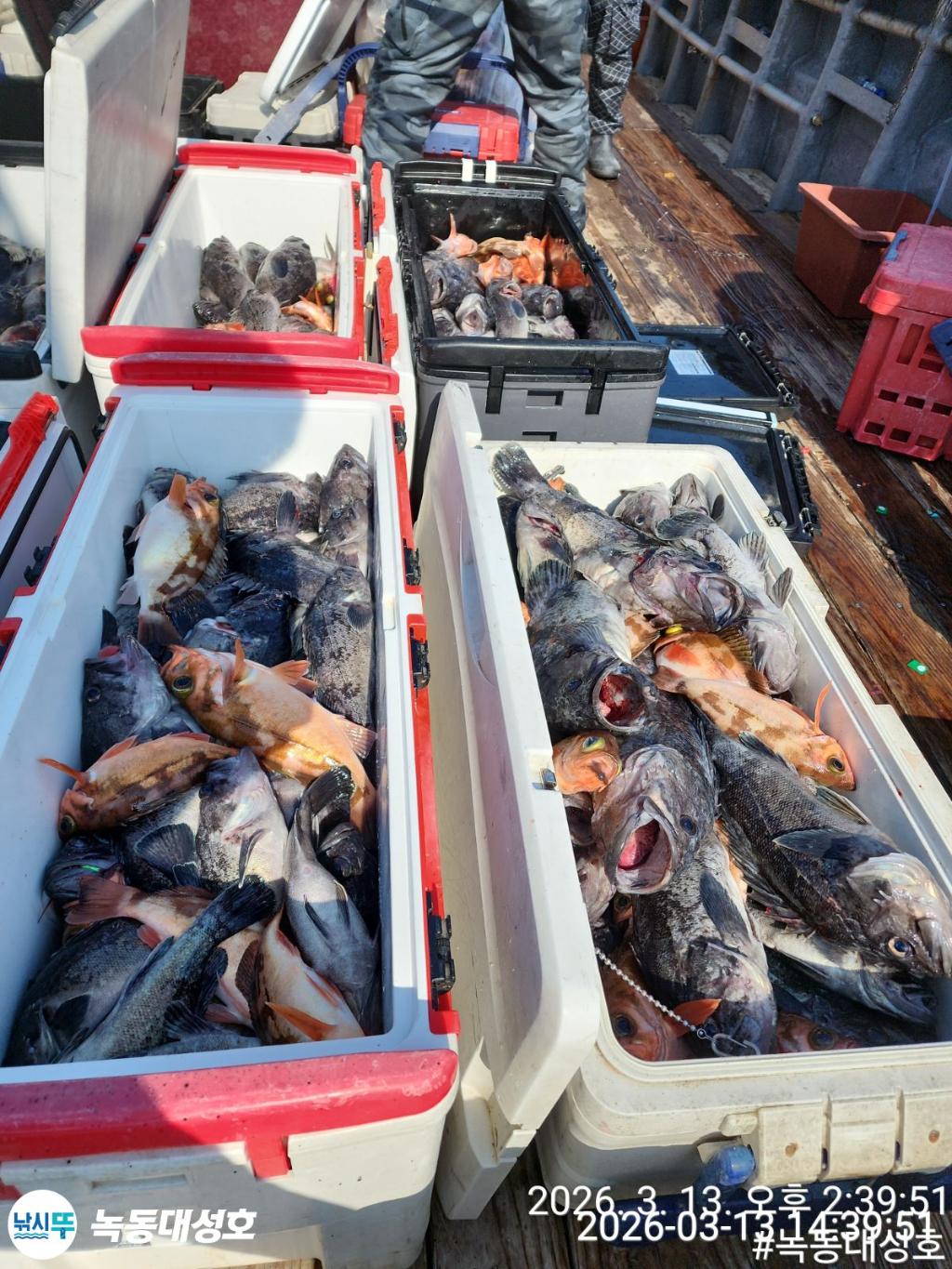 낚시뚜,우럭,열기,녹동항,녹동대성호,낚시뚜11