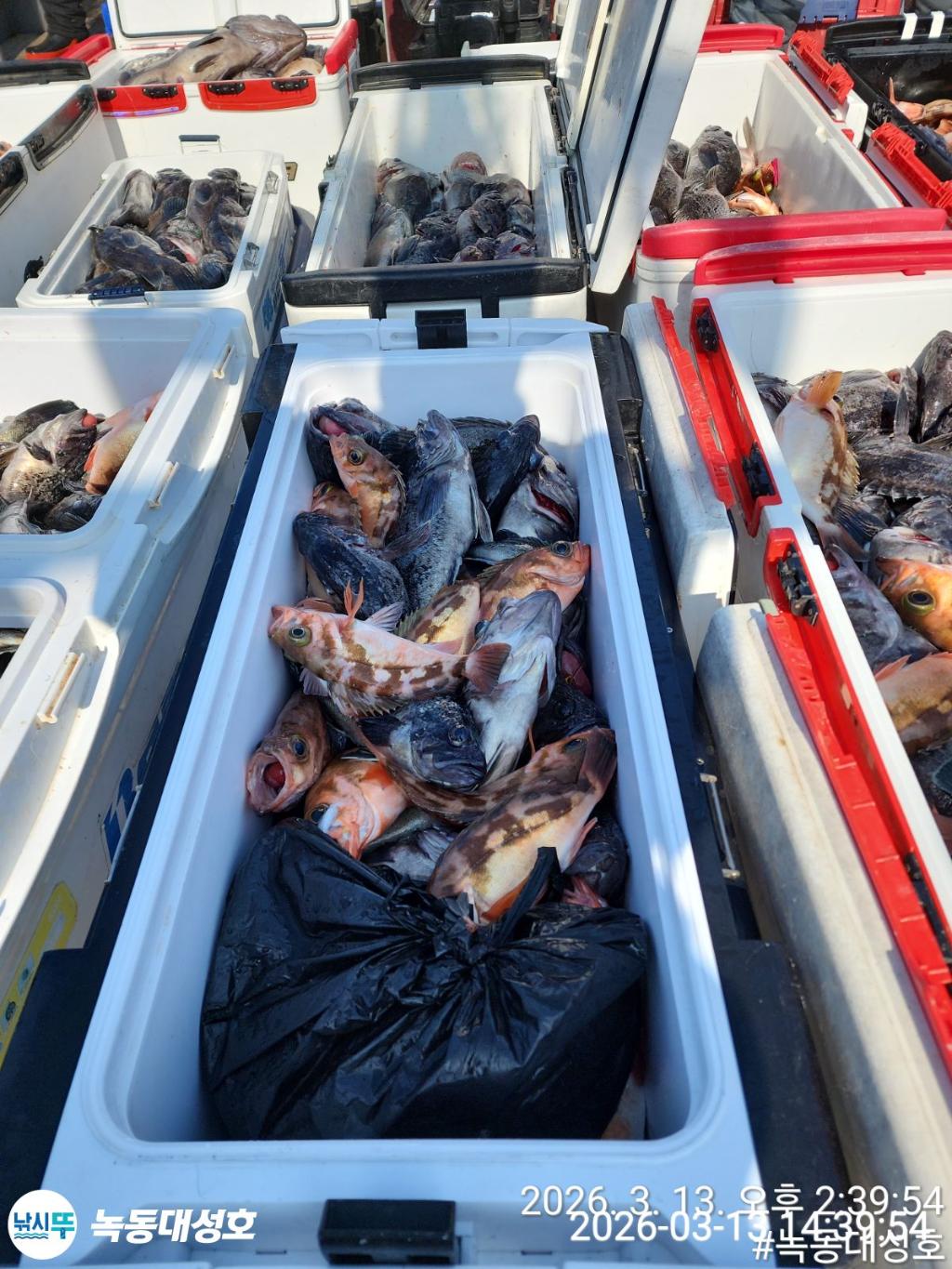 낚시뚜,우럭,열기,녹동항,녹동대성호,낚시뚜10