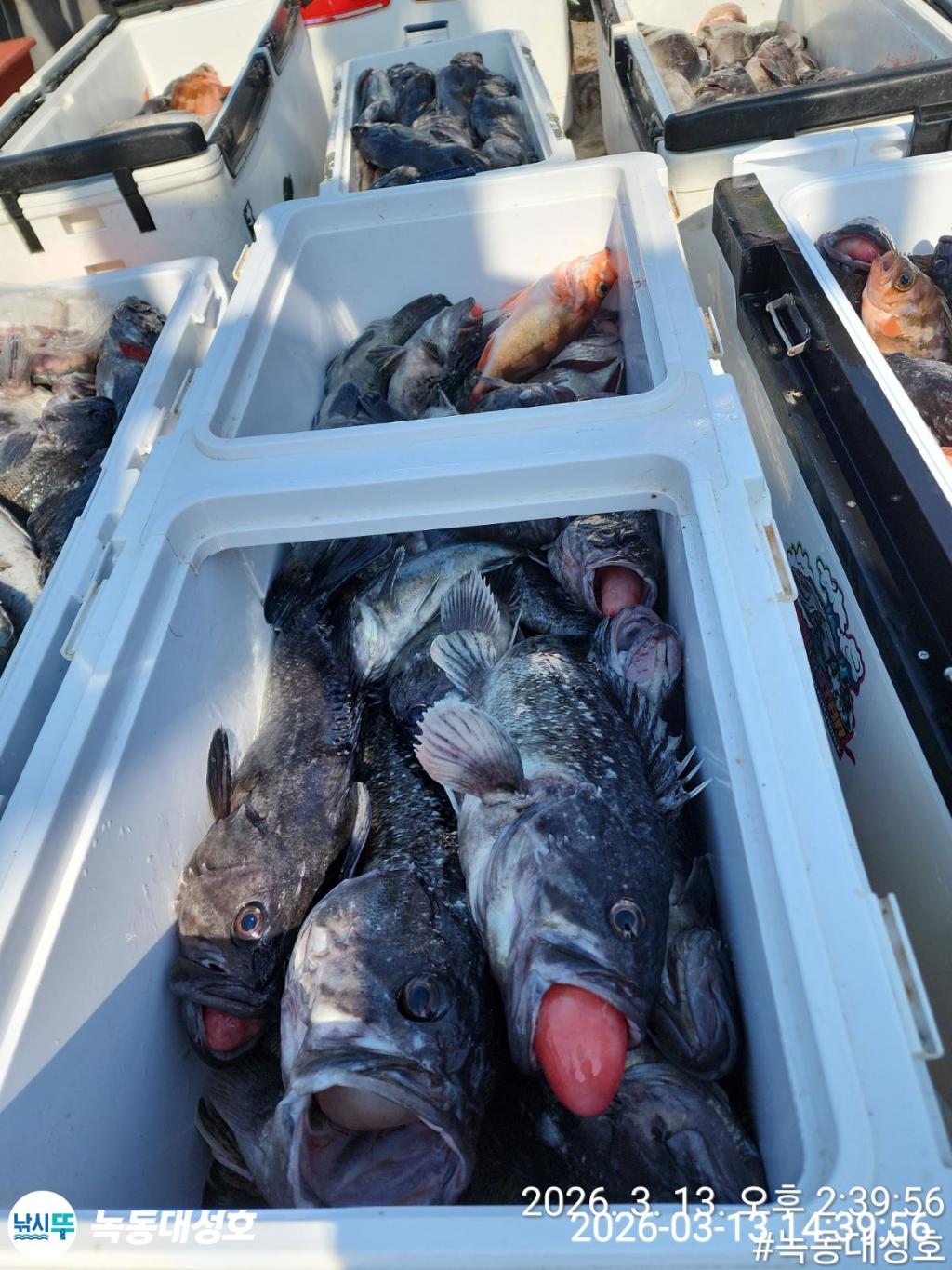 낚시뚜,우럭,열기,녹동항,녹동대성호,낚시뚜9