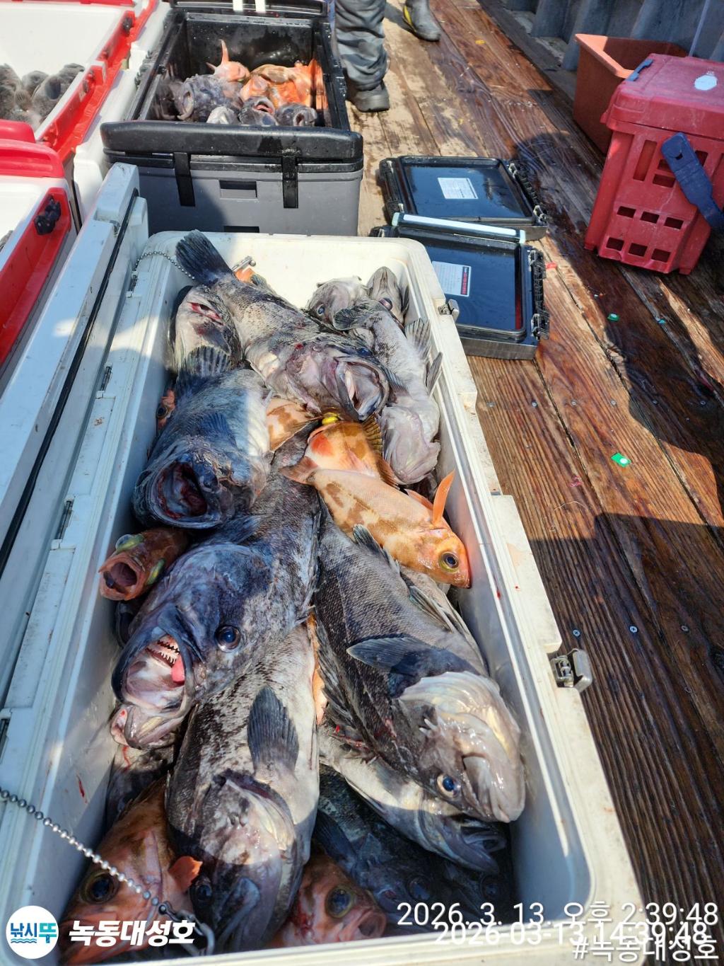 낚시뚜,우럭,열기,녹동항,녹동대성호,낚시뚜7