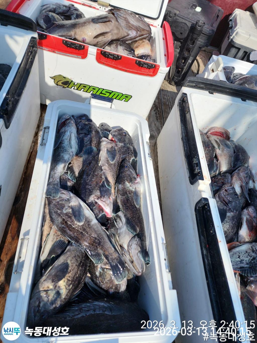 낚시뚜,우럭,열기,녹동항,녹동대성호,낚시뚜6