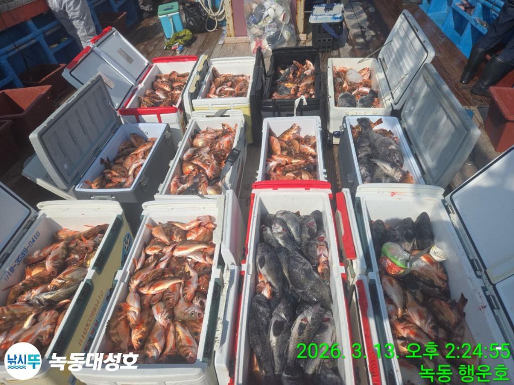 낚시뚜,우럭,열기,녹동항,녹동대성호,낚시뚜3