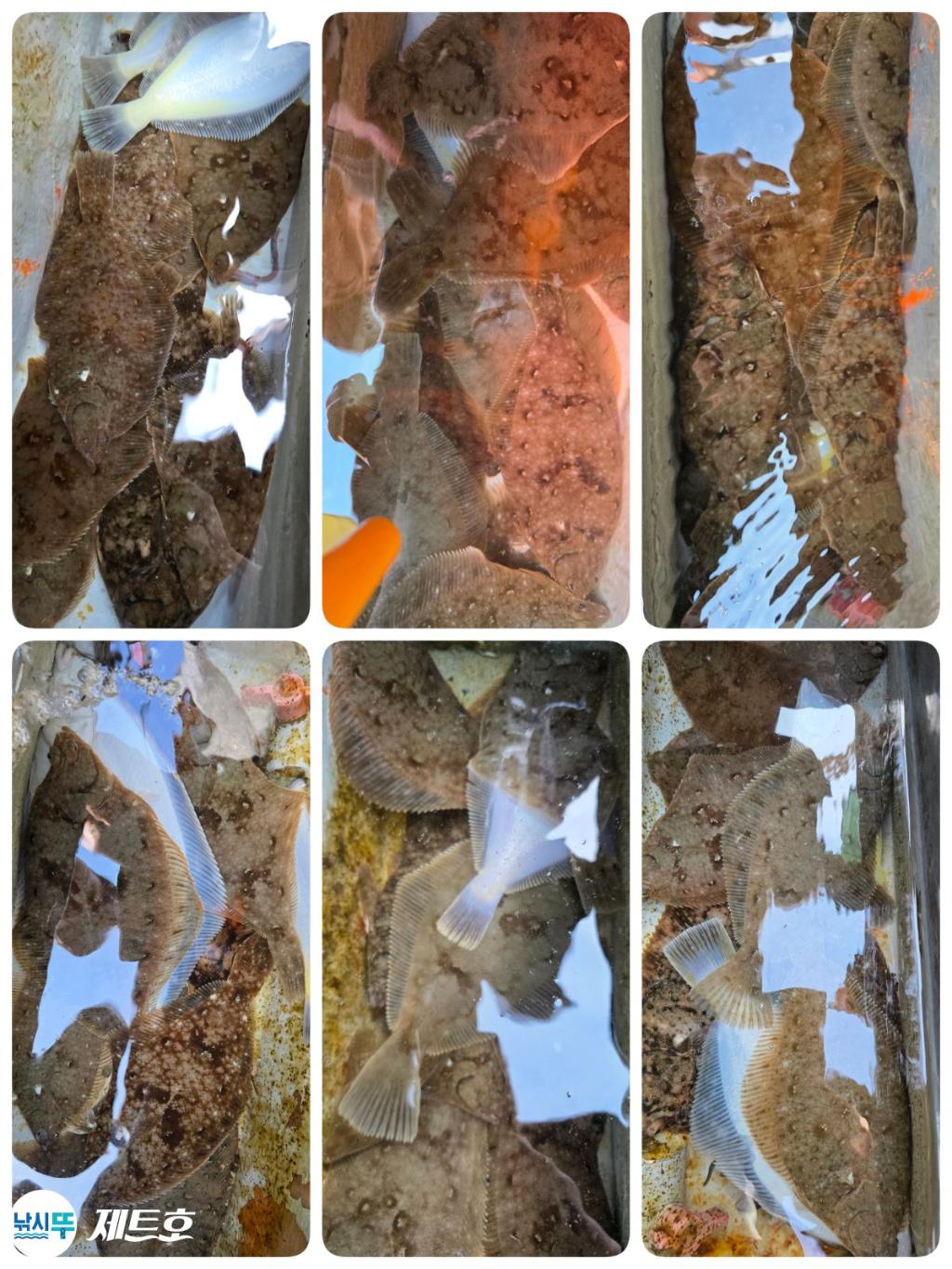 낚시뚜,도다리,가자미,영일만항,포항 제트호,낚시뚜2