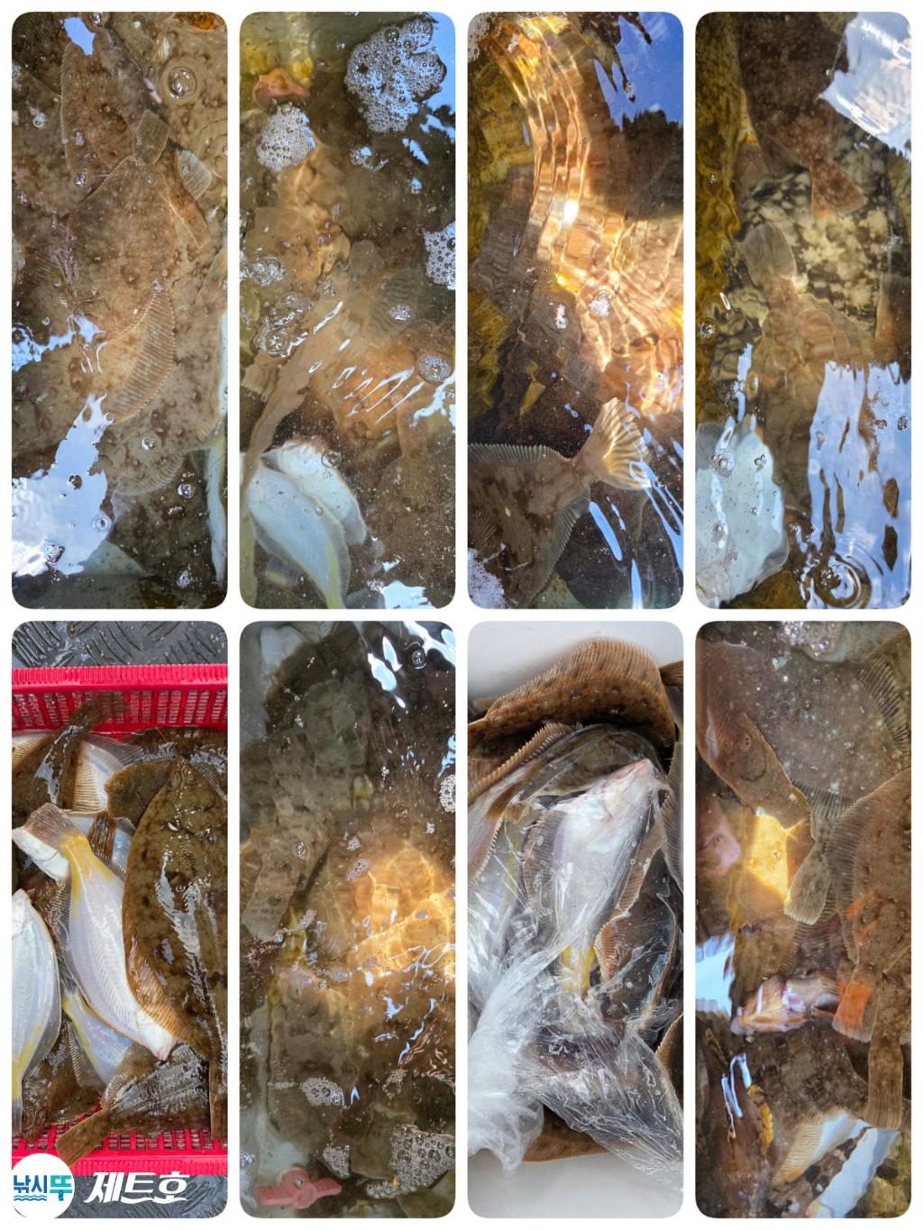 낚시뚜,도다리,가자미,영일만항,포항 제트호,낚시뚜1