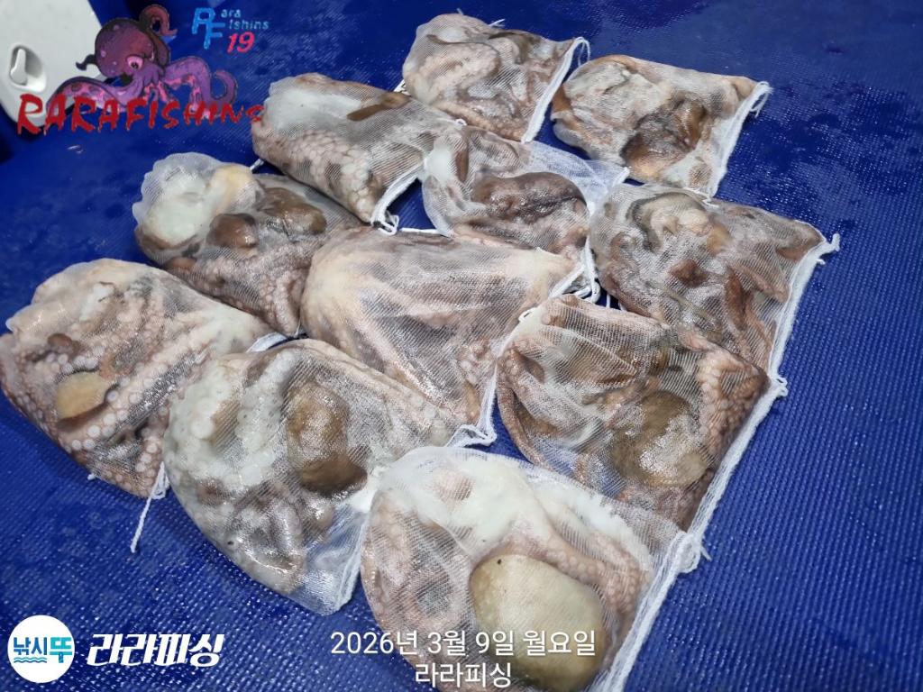 낚시뚜,낙지,돌문어,속천항(진해),라라피싱,낚시뚜22