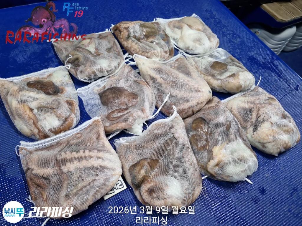 낚시뚜,낙지,돌문어,속천항(진해),라라피싱,낚시뚜19