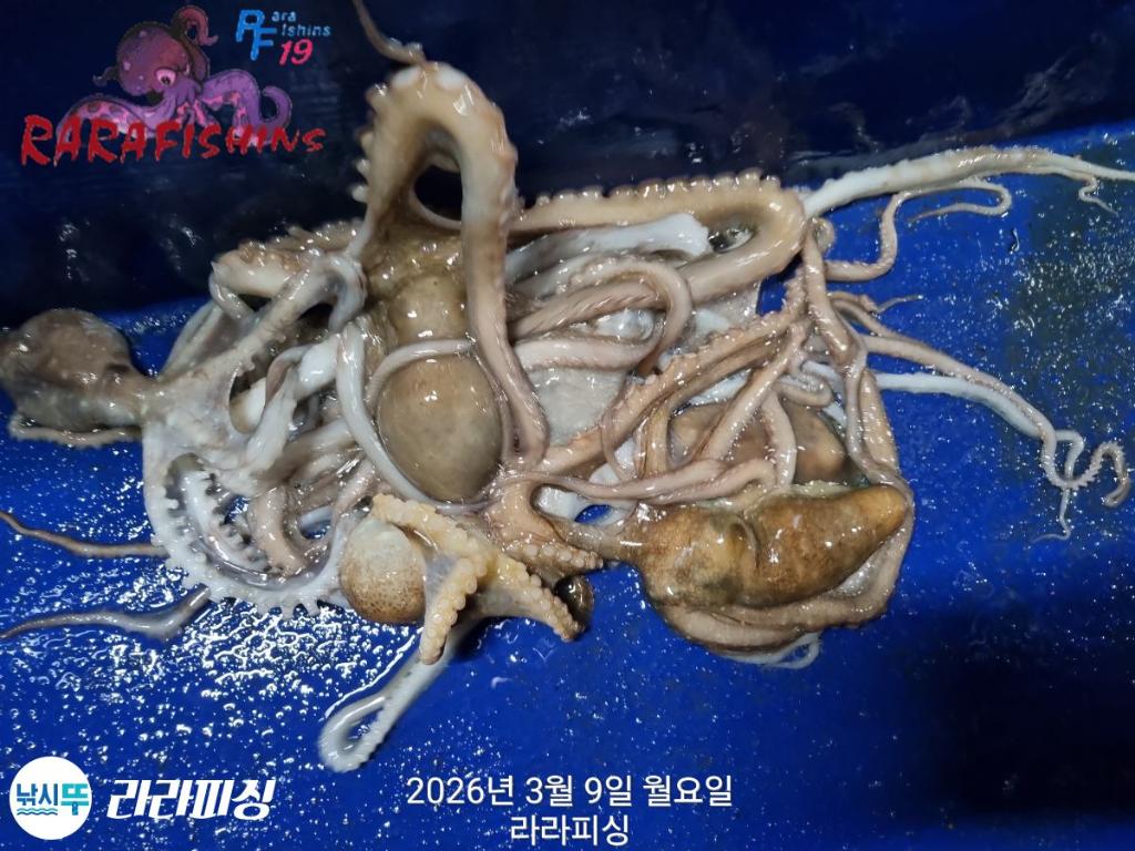 낚시뚜,낙지,돌문어,속천항(진해),라라피싱,낚시뚜18