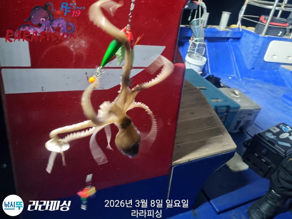 낚시뚜,낙지,돌문어,속천항(진해),라라피싱,낚시뚜17