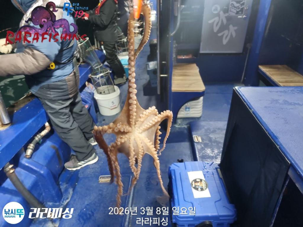 낚시뚜,낙지,돌문어,속천항(진해),라라피싱,낚시뚜16