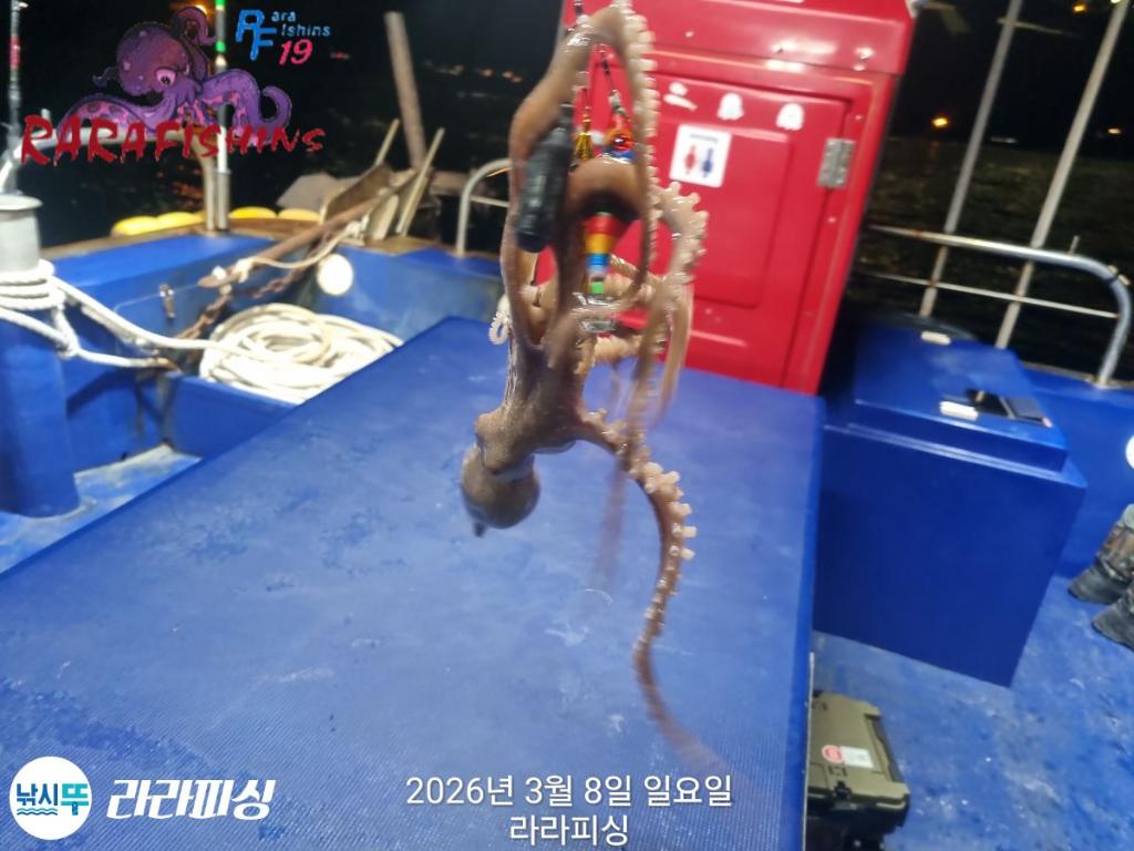 낚시뚜,낙지,돌문어,속천항(진해),라라피싱,낚시뚜14