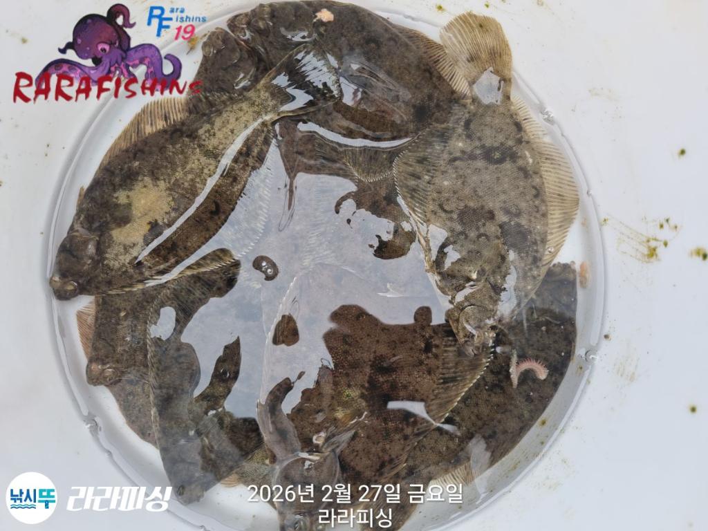 낚시뚜,도다리,속천항(진해),라라피싱,낚시뚜13