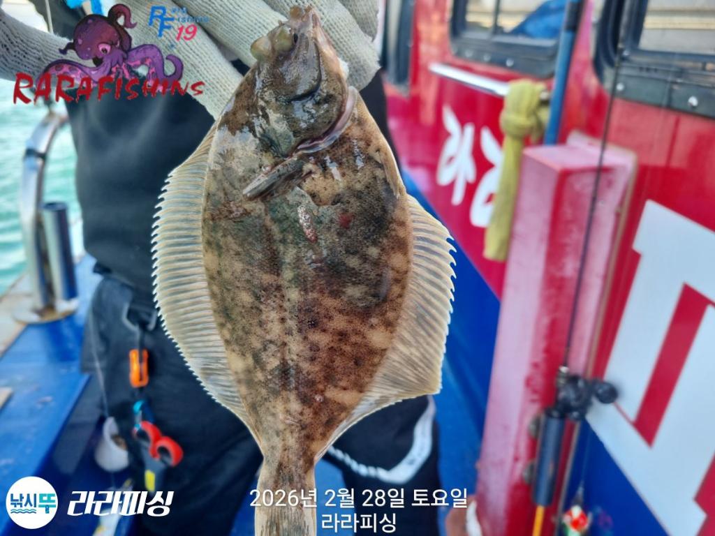 낚시뚜,도다리,속천항(진해),라라피싱,낚시뚜4