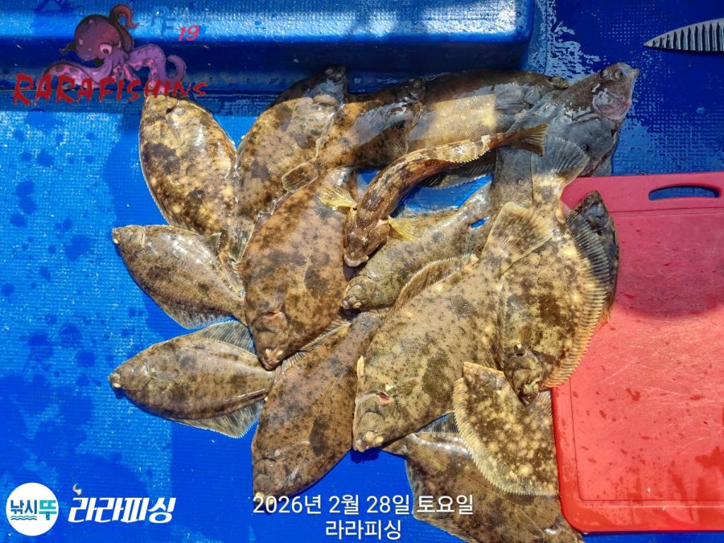 낚시뚜,도다리,속천항(진해),라라피싱,낚시뚜2