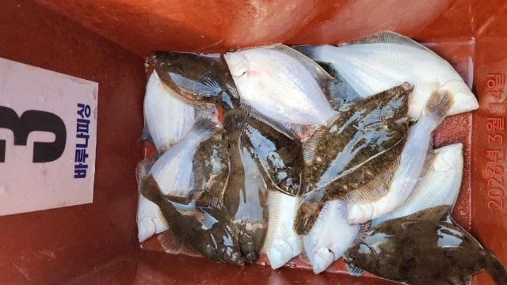 낚시뚜,도다리,속천항(진해),바루나피싱,낚시뚜7