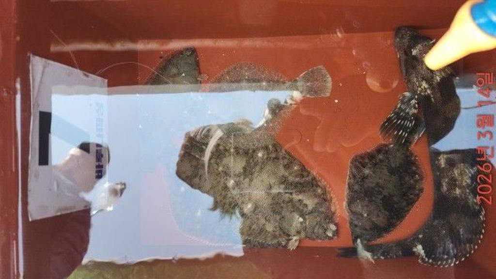 낚시뚜,도다리,속천항(진해),바루나피싱,낚시뚜6