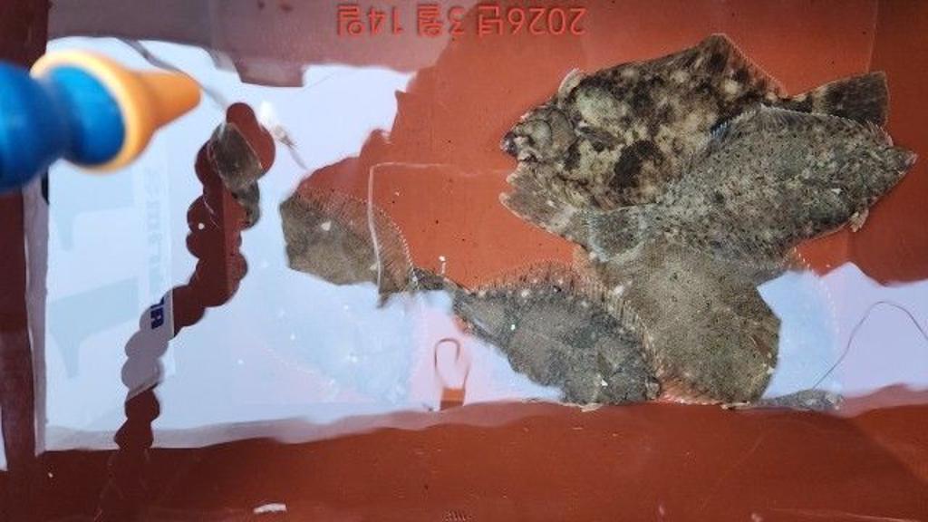 낚시뚜,도다리,속천항(진해),바루나피싱,낚시뚜5