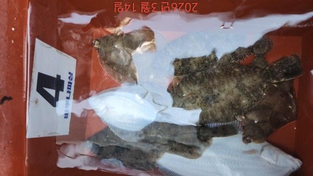 낚시뚜,도다리,속천항(진해),바루나피싱,낚시뚜4