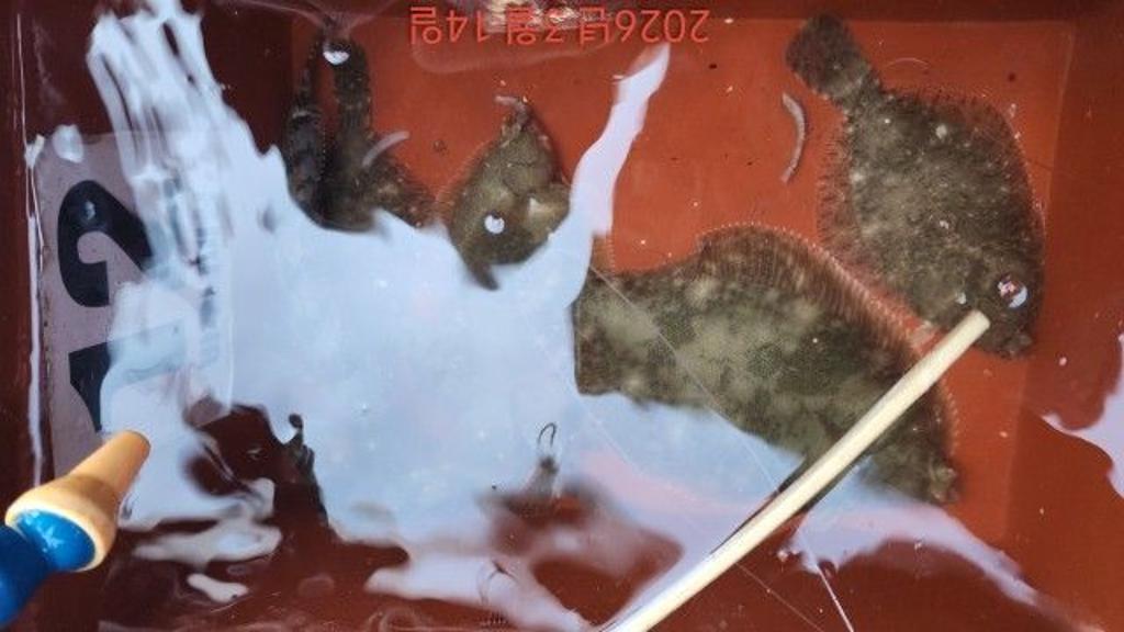 낚시뚜,도다리,속천항(진해),바루나피싱,낚시뚜3