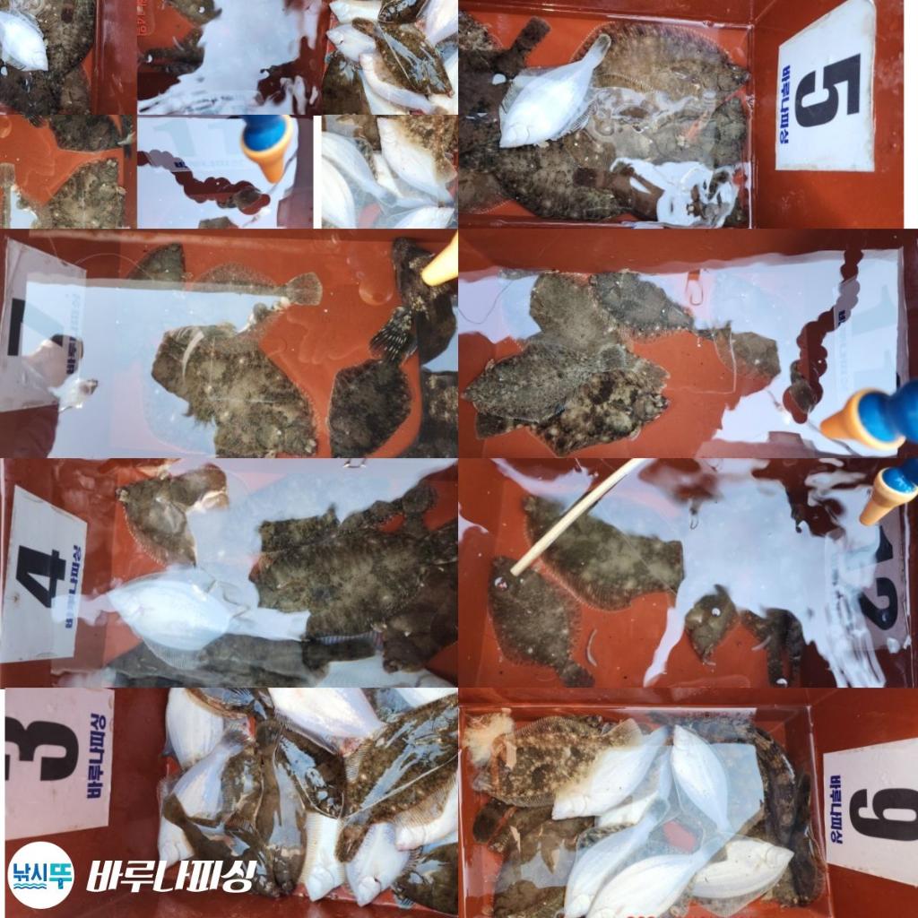 낚시뚜,도다리,속천항(진해),바루나피싱,낚시뚜0