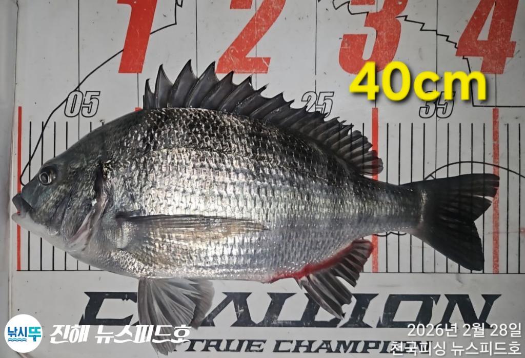 낚시뚜,감성돔,진해행암항,진해 뉴스피드호,낚시뚜14