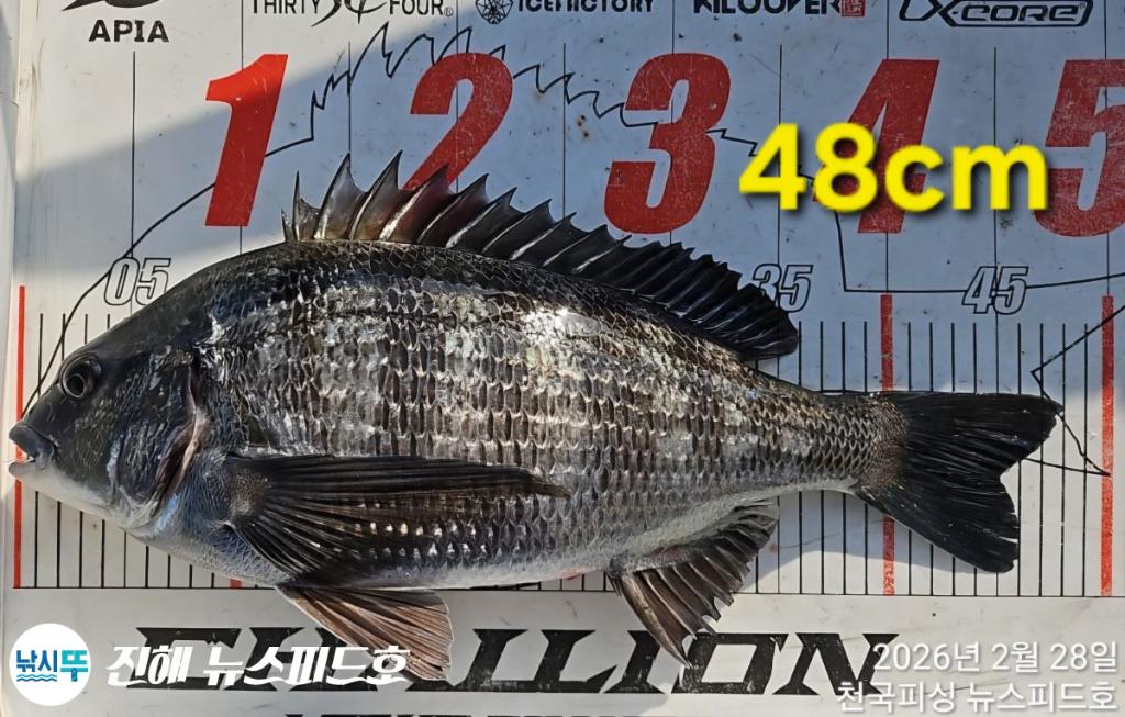 낚시뚜,감성돔,진해행암항,진해 뉴스피드호,낚시뚜11