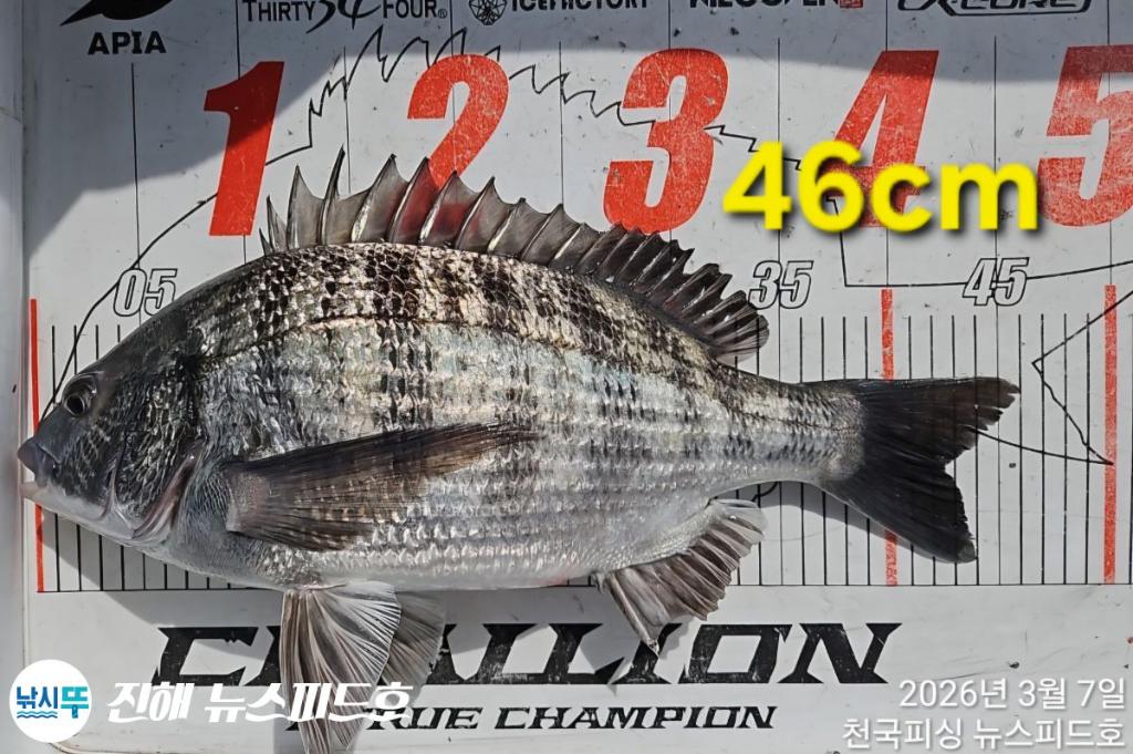 낚시뚜,감성돔,진해행암항,진해 뉴스피드호,낚시뚜7